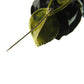 Antique rose brooch